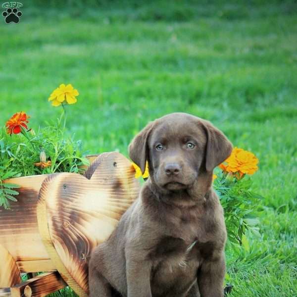 Connor, Chocolate Labrador Retriever Puppy